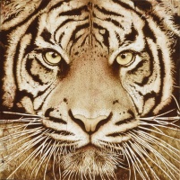 Tiger Pover 180x180 2022